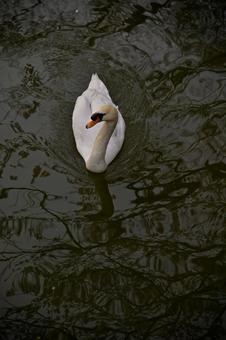 白鳥の写真