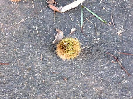 8月下旬、車道に転がる未熟のイガグリ イガグリ,栗,木の写真素材