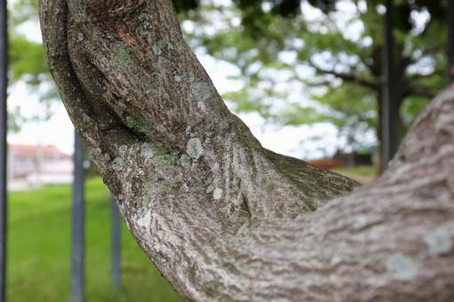 A wisteria branch that looks like a fist pump, JPG A wisteria branch that looks like a fist pump, JPG