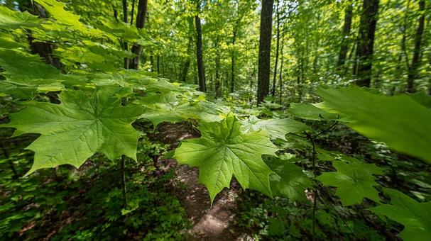 葉の緑が鮮やかな夏の風景 葉の緑が鮮やかな夏の風景の写真