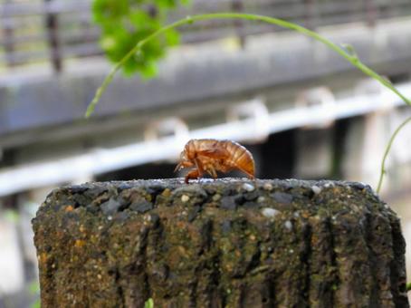 Cicada shell, JPG