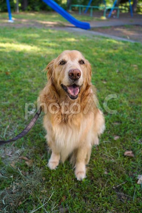 公園散歩で嬉しそうなゴールデンレトリバー ゴールデンレトリバー,犬,大型犬の写真素材