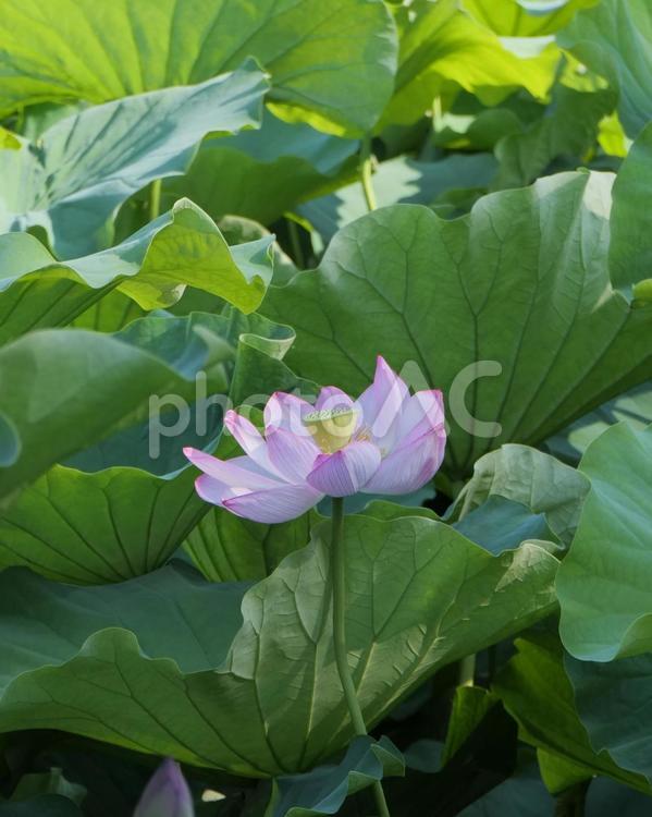 不忍池の紫陽花の花 蓮,花,ピンクの写真素材