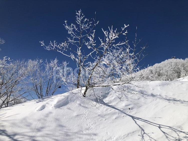 青空に映える樹氷の木　長野県白馬村 青空,映え,樹氷の写真素材