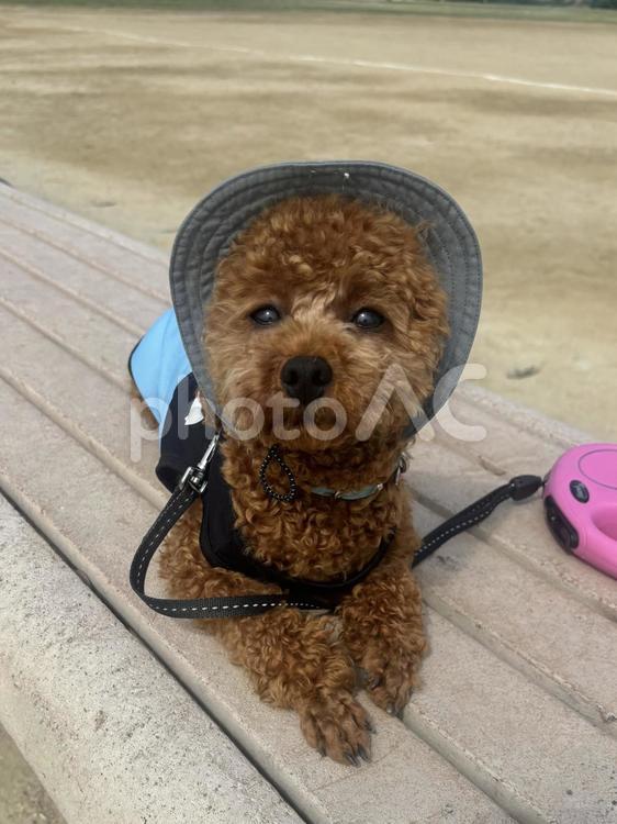 犬　散歩　トイプードル お散歩,トイプードル,犬の写真素材