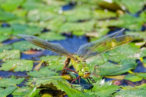 A female silver dragonfly laying eggs, JPG A female silver dragonfly laying eggs, JPG