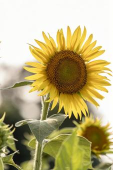 Photo, sunflower, summer, flower, 