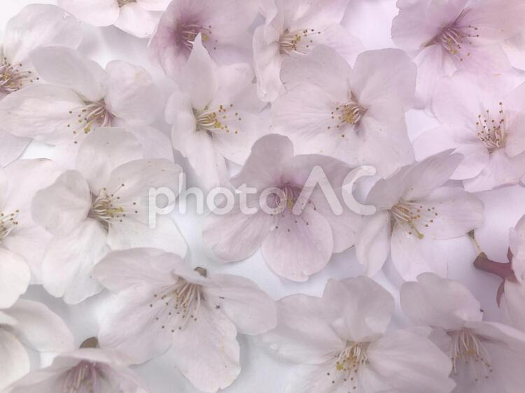 桜　ソメイヨシノ 桜,ソメイヨシノ,染井吉野の写真素材