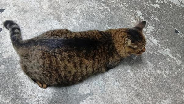 Fat cat from above, JPG Fat cat from above, JPG