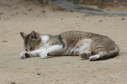 ねこ ねこ のらねこ,にゃんこ,可愛いの写真素材