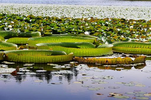 巨大な葉が水面に浮かぶ夏の池の風景 巨大な葉が水面に浮かぶ夏の池の風景 オオオニバス,鬼蓮,スイレンの写真素材
