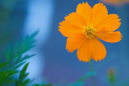 Signs of autumn: Yellow cosmos, JPG Signs of autumn: Yellow cosmos, JPG