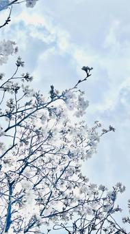 桜と青空 桜と青空の写真