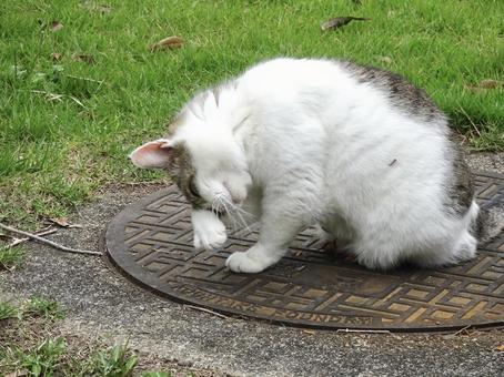 顔を洗う猫 顔を洗う猫 野良猫,動物,かわいいの写真素材