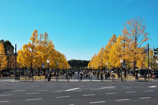 皇居前東京停車場線のイチョウ並木の紅葉 皇居前東京停車場線,イチョウ,並木の写真素材