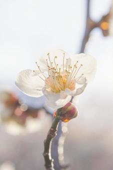 梅の花(白梅) 梅の花(白梅)の写真