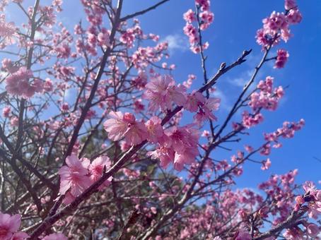 Cherry blossoms Blue sky, JPG Cherry blossoms Blue sky, JPG