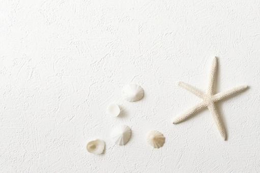 小粒の貝殻5個+ヒトデ 左上空け 小粒の貝殻5個+ヒトデ 左上空けの写真