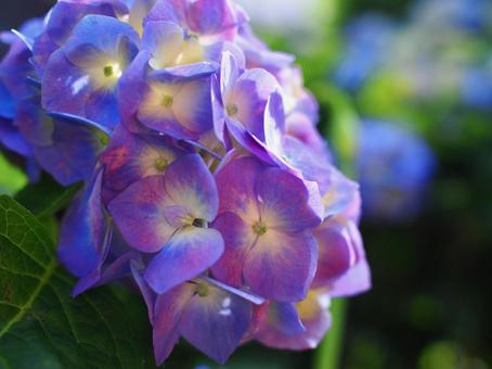道端の紫陽花 道端の紫陽花の写真
