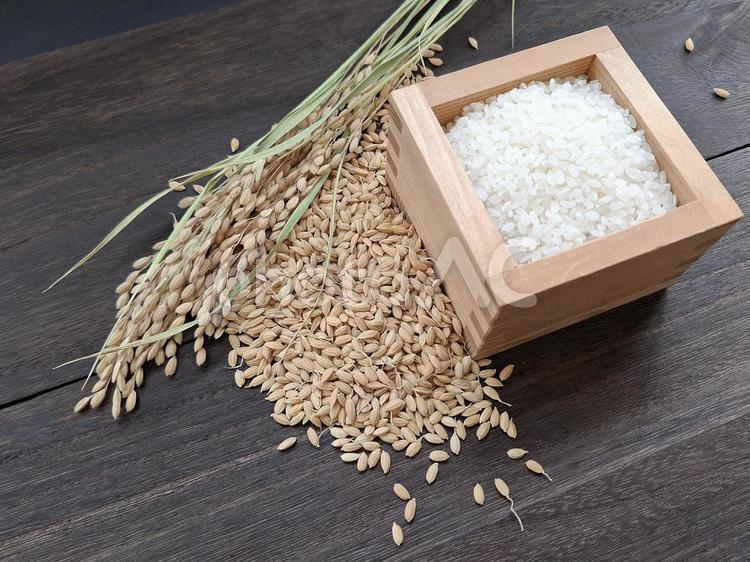 稲穂と籾と白米_焦茶木目バック_1 秋,秋の味覚,米の写真素材