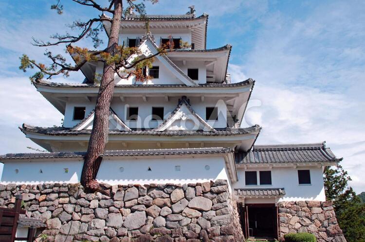 城から木が！ 八幡町,山城,岐阜県の写真素材