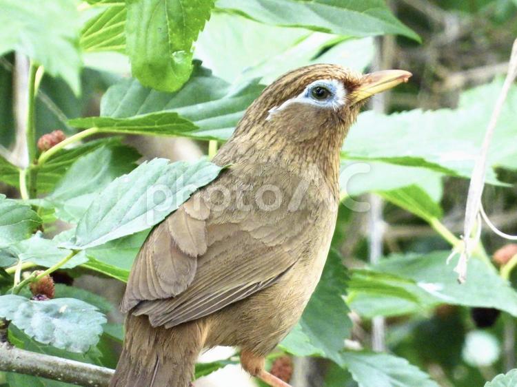 桑の実を食むガビチョウ 鳥,野鳥,ガビチョウの写真素材