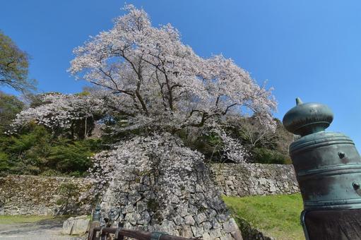 彦根城 城,彦根,彦根城の写真素材