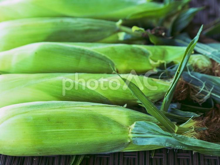 もぎたてのとうもろこし とうもろこし,トウモロコシ,夏の写真素材