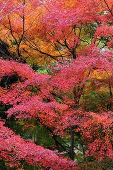 紅葉するもみじ 紅葉,植物,もみじの写真素材