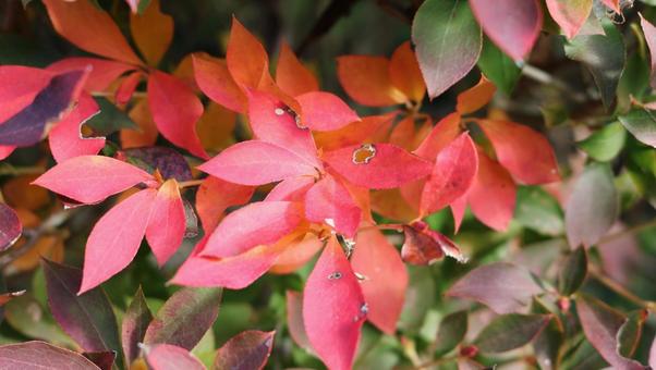 秋の紅葉 秋,葉,植物の写真素材