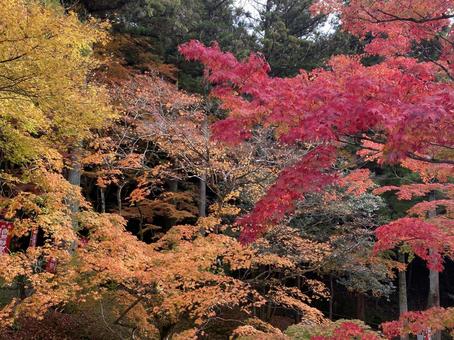 もみじ もみじ 自然,背景,秋の写真素材