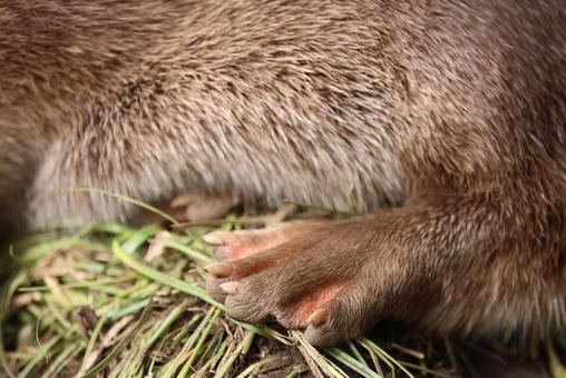 ユーラシアカワウソの後ろ足：爪と水かき カワウソ,ユーラシアカワウソ,ヨーロッパカワウソの写真素材