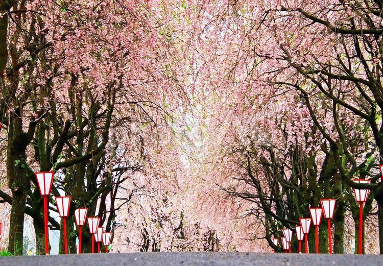 春や桜のイメージ 春,桜,さくらの写真素材