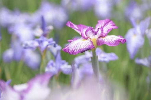 Iris flower, JPG