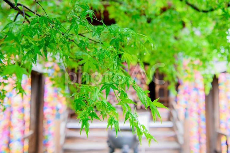 雨　青もみじ 梅雨,青もみじ,もみじの写真素材