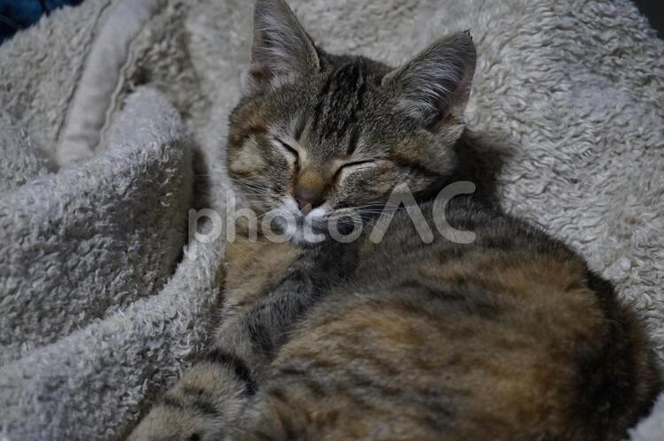 毛布の上でくつろぐ猫さん くつろぐ,毛布,安心の写真素材