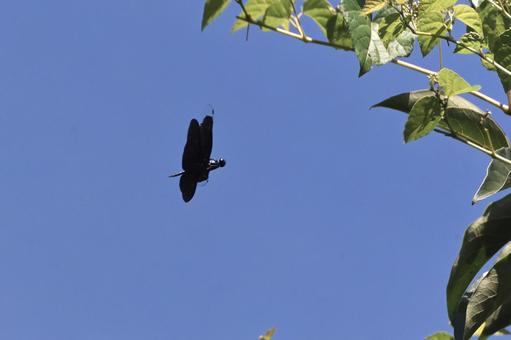 I took a picture of my favorite dragonfly, JPG