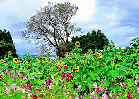 Sunflowers and Cosmos, JPG Sunflowers and Cosmos, JPG