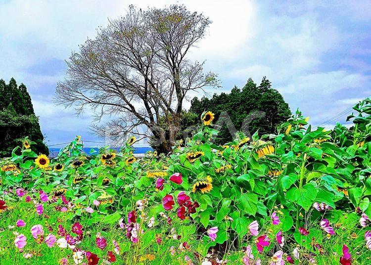 ひまわりとコスモス 向日葵,秋桜,夏から秋への写真素材