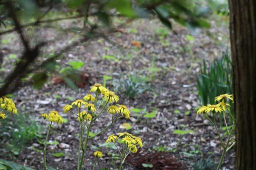 鎌倉周辺の写真