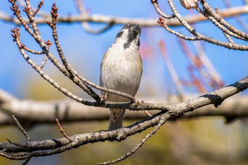 枝にとまるスズメ 枝にとまるスズメ スズメ,雀,鳥の写真素材