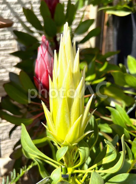 キングプロテアのつぼみ 花,植物,プロテアの写真素材
