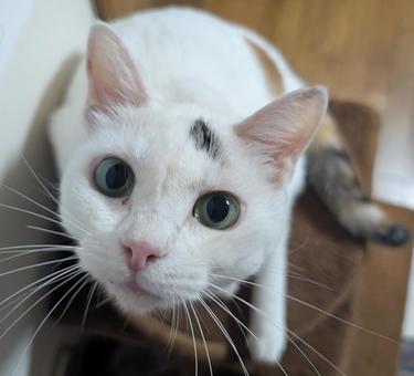 Cat from above, JPG