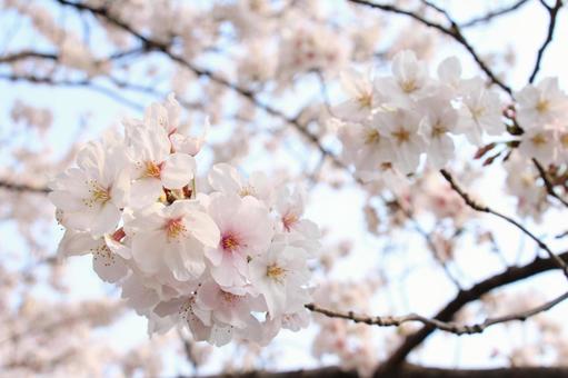The scent of spring, JPG