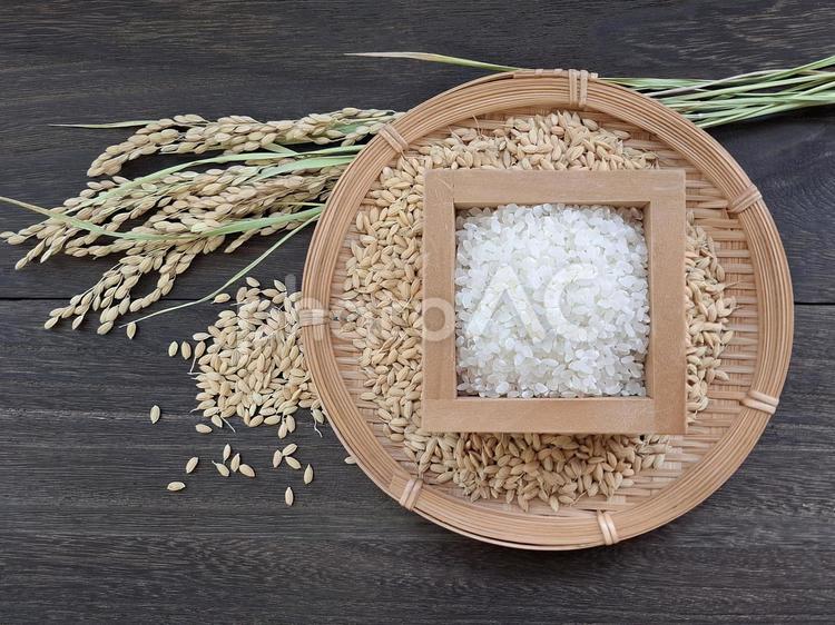 稲穂と籾と白米_焦茶木目バック_5 秋,秋の味覚,米の写真素材