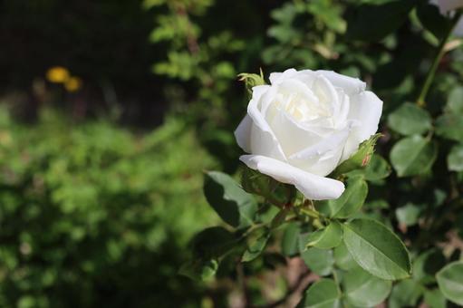 バラ園にて白い薔薇を撮った写真 バラ園にて白い薔薇を撮った写真の写真