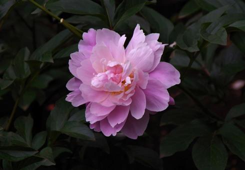 シャクヤク ヒャッカノマイ シャクヤク ヒャッカノマイ シャクヤク,ヒャッカノマイ,芍薬の写真素材