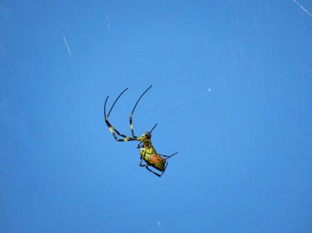 蜘蛛の巣を張るジョロウグモ 蜘蛛の巣を張るジョロウグモ ジョロウグモ,生き物,蜘蛛の写真素材
