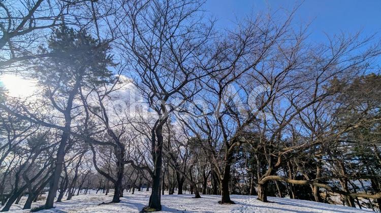 冬の晴天と木々 冬,木,晴れの写真素材