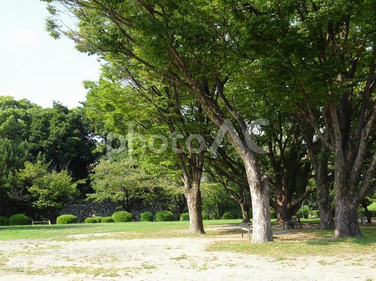 名古屋城の風景-31 名古屋城,愛知県名古屋市,二之丸広場の写真素材